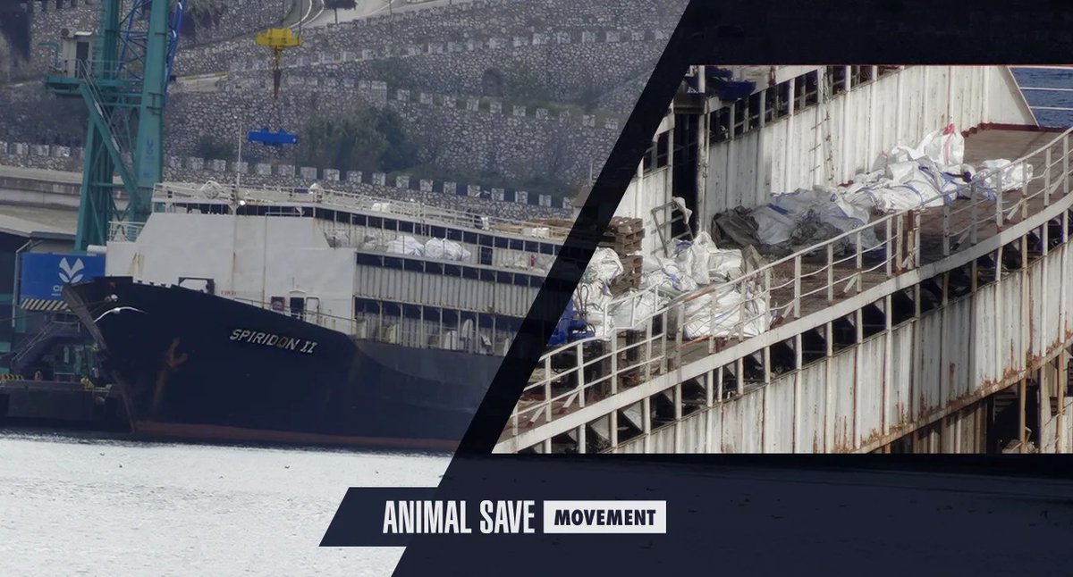 🚨 URGENTE – MV Spiridon II
Tras 60 días en el mar, vuelven a Uruguay 2.893 bovinos vivos. Murieron 58 vacas y 90 terneros.

El caso expone la crueldad de la exportación de animales vivos. Actuemos ya.

✍️ Firmá: drove.com/campaign/6915b…