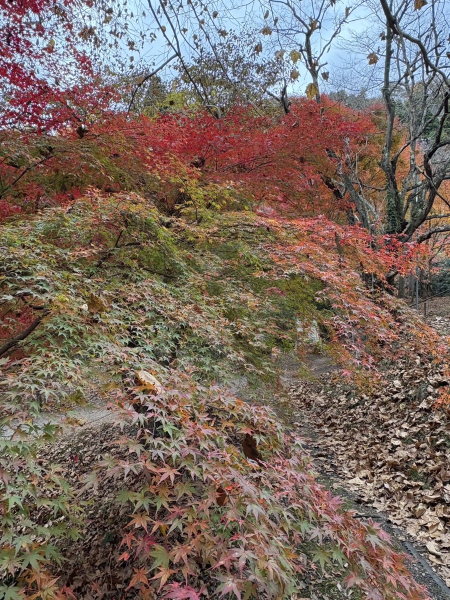takahagikanko's tweet photo. 11月20日(木)花貫渓谷紅葉状況
天気は曇りで、白い吐息が見えるような気温に。
花貫駐車場出発地点や紅葉並木の道のりでも”見ごろ”となり、紅の木々を堪能しながら散歩できます！
#茨城観光
#フォトスポット
#森林浴
#茨城の紅葉に癒される
#DiscoverIbaraki https://t.co/BvFccFRN1J