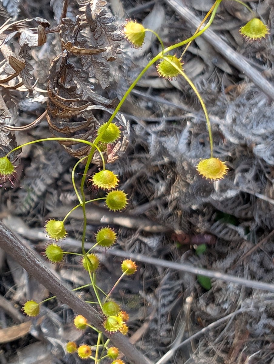 Tas_Land's tweet image. #Spring at TLC's St Helens #RevolvingFund Property is especially gorgeous, the #ironbark forest understorey is flowering, incl. wattles, peas, #orchids &amp;amp; #sundews. Among them, the climbing sundew was seen weaving its way through the vegetation.
Property #forsale here: