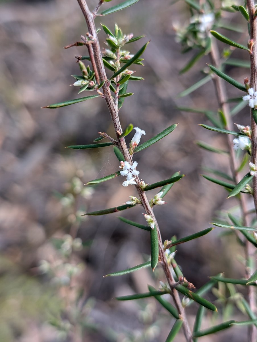 Tas_Land's tweet image. #Spring at TLC's St Helens #RevolvingFund Property is especially gorgeous, the #ironbark forest understorey is flowering, incl. wattles, peas, #orchids &amp;amp; #sundews. Among them, the climbing sundew was seen weaving its way through the vegetation.
Property #forsale here: