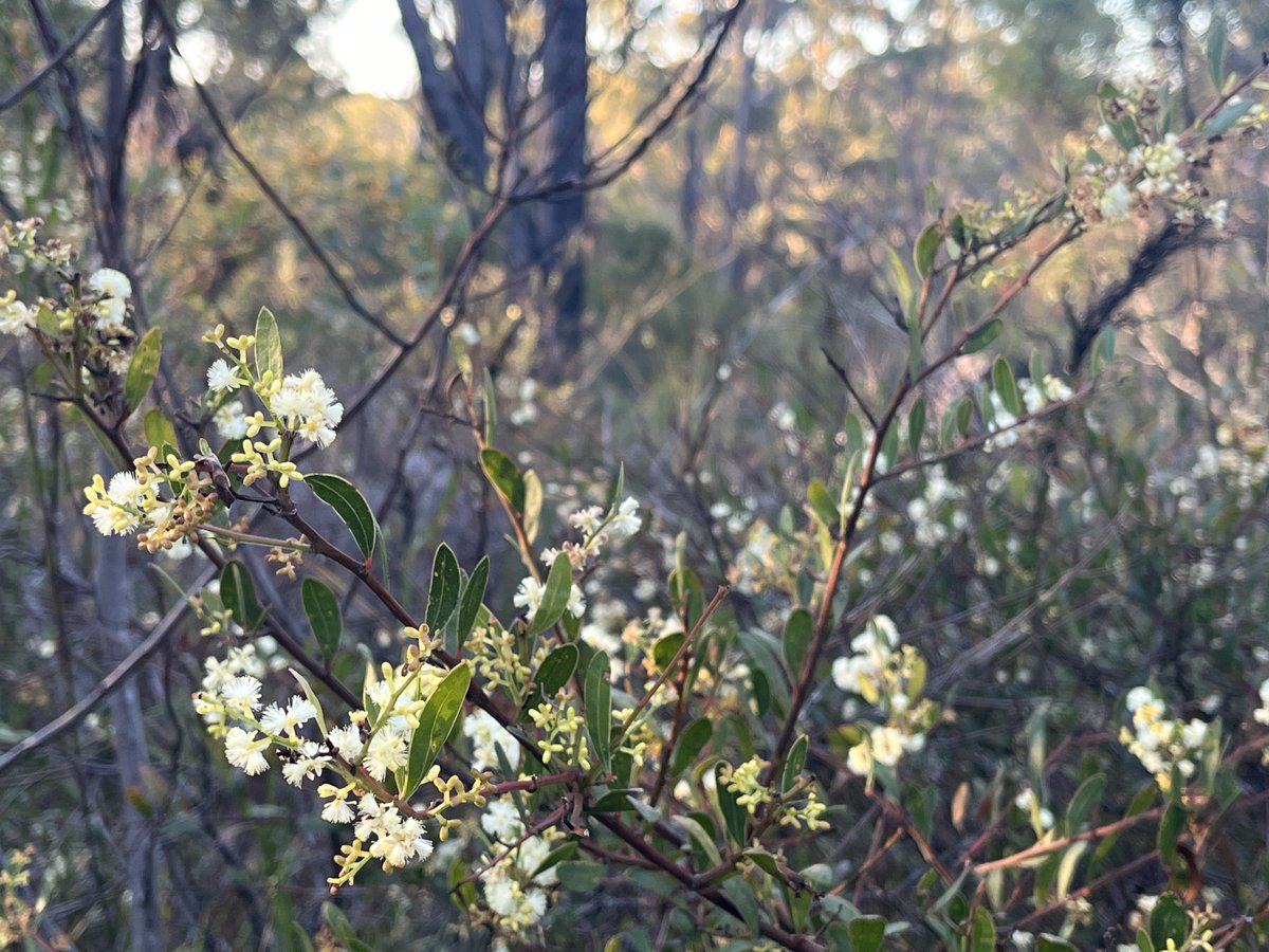 Tas_Land's tweet image. #Spring at TLC's St Helens #RevolvingFund Property is especially gorgeous, the #ironbark forest understorey is flowering, incl. wattles, peas, #orchids &amp;amp; #sundews. Among them, the climbing sundew was seen weaving its way through the vegetation.
Property #forsale here: