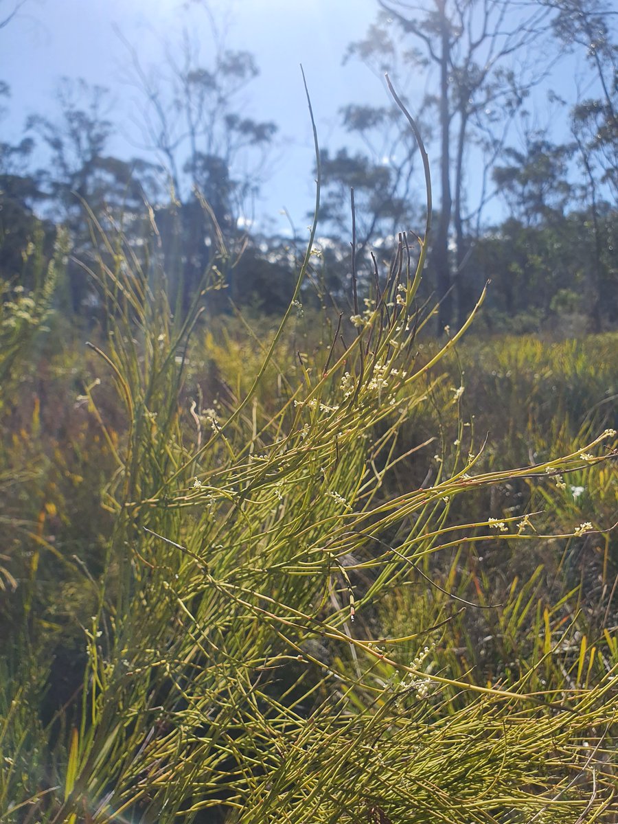 Tas_Land's tweet image. #Spring at TLC's St Helens #RevolvingFund Property is especially gorgeous, the #ironbark forest understorey is flowering, incl. wattles, peas, #orchids &amp;amp; #sundews. Among them, the climbing sundew was seen weaving its way through the vegetation.
Property #forsale here: