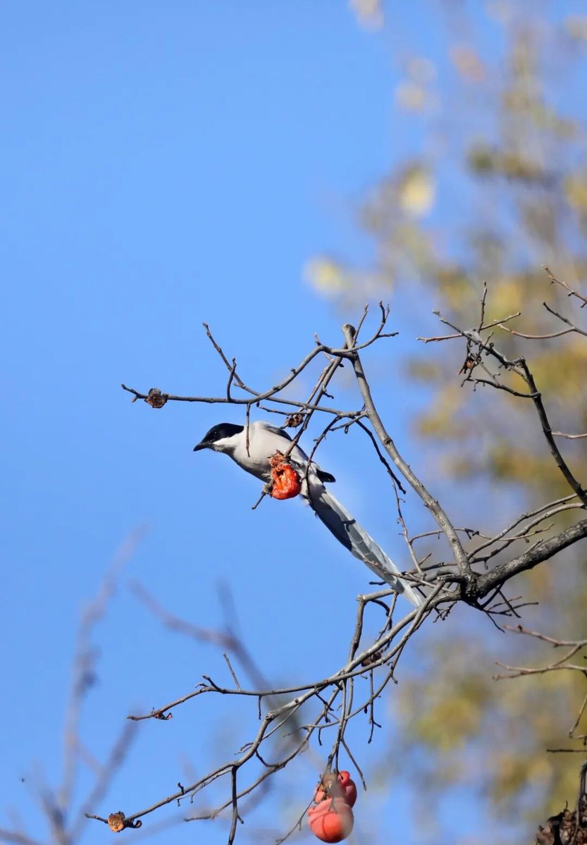 aishuzhan's tweet image. 初冬的邢台信都区山里：喜鹊报喜，喜“柿”连连！