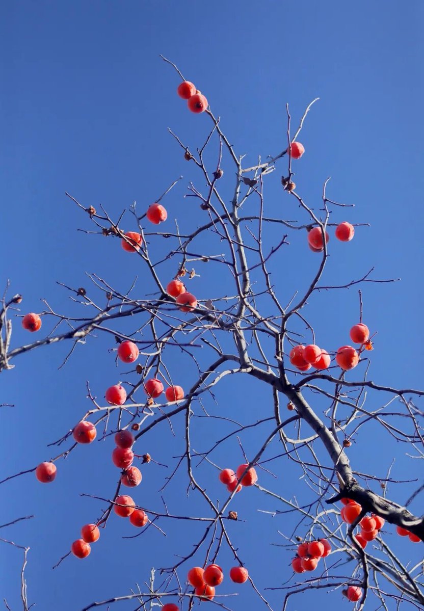 aishuzhan's tweet image. 初冬的邢台信都区山里：喜鹊报喜，喜“柿”连连！