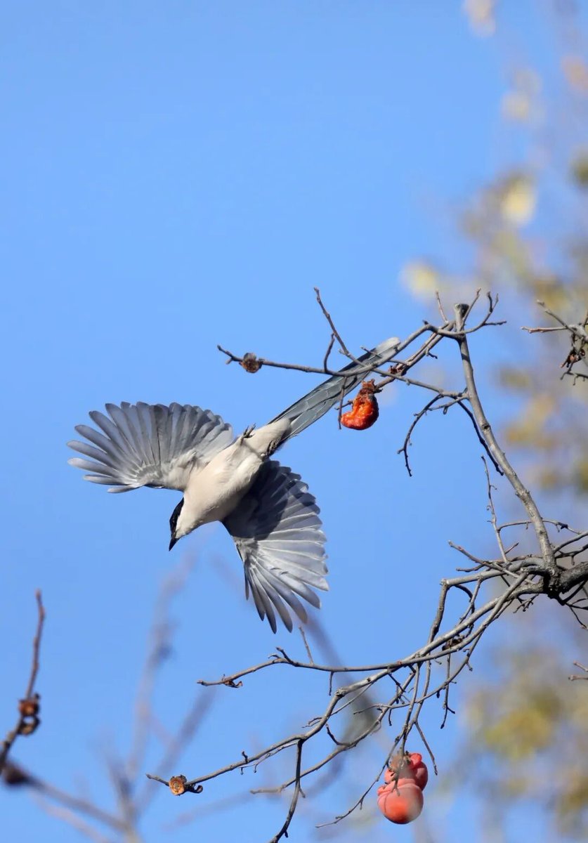 aishuzhan's tweet image. 初冬的邢台信都区山里：喜鹊报喜，喜“柿”连连！