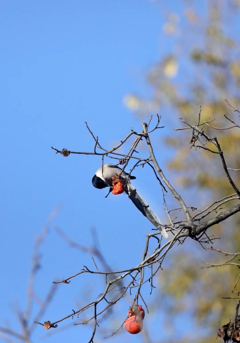 aishuzhan's tweet image. 初冬的邢台信都区山里：喜鹊报喜，喜“柿”连连！