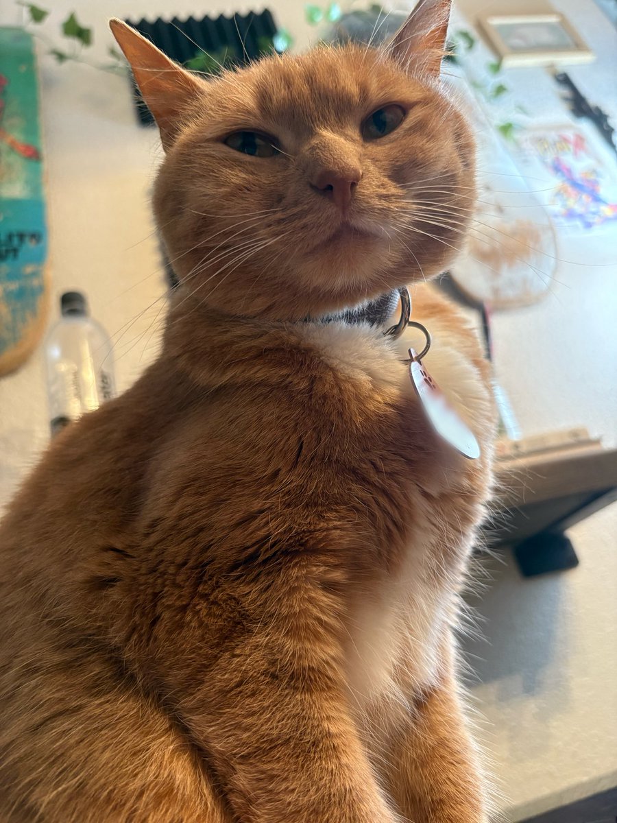 cheetotheorange's tweet image. mama  is having  bad  weak  ..,. so i simbly rub  my littol head  on her fase to  halp !