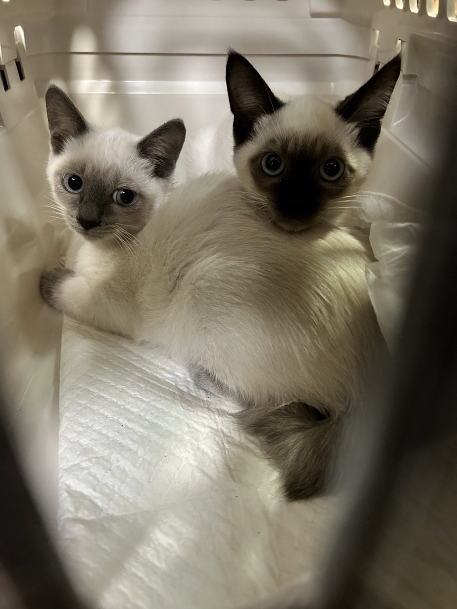 飼い主(50代)が脳卒中で入院。両親は高齢で世話が出来ず保健所に連絡したら断られ、愛護センターに電話したら引き取り料を提示されたので捨てるしかないと😓遺棄は犯罪ですよ。と言うも聞く耳もたず、迎えに行ったらキャリーに親猫と子猫5匹詰め込まれてた😭
緊急事態なので里親募集協力お願いします🙇‍♀️