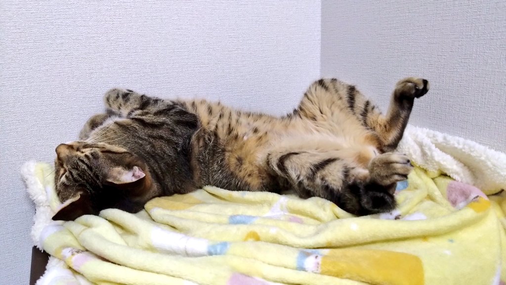 あったかお部屋でパカッ！😸