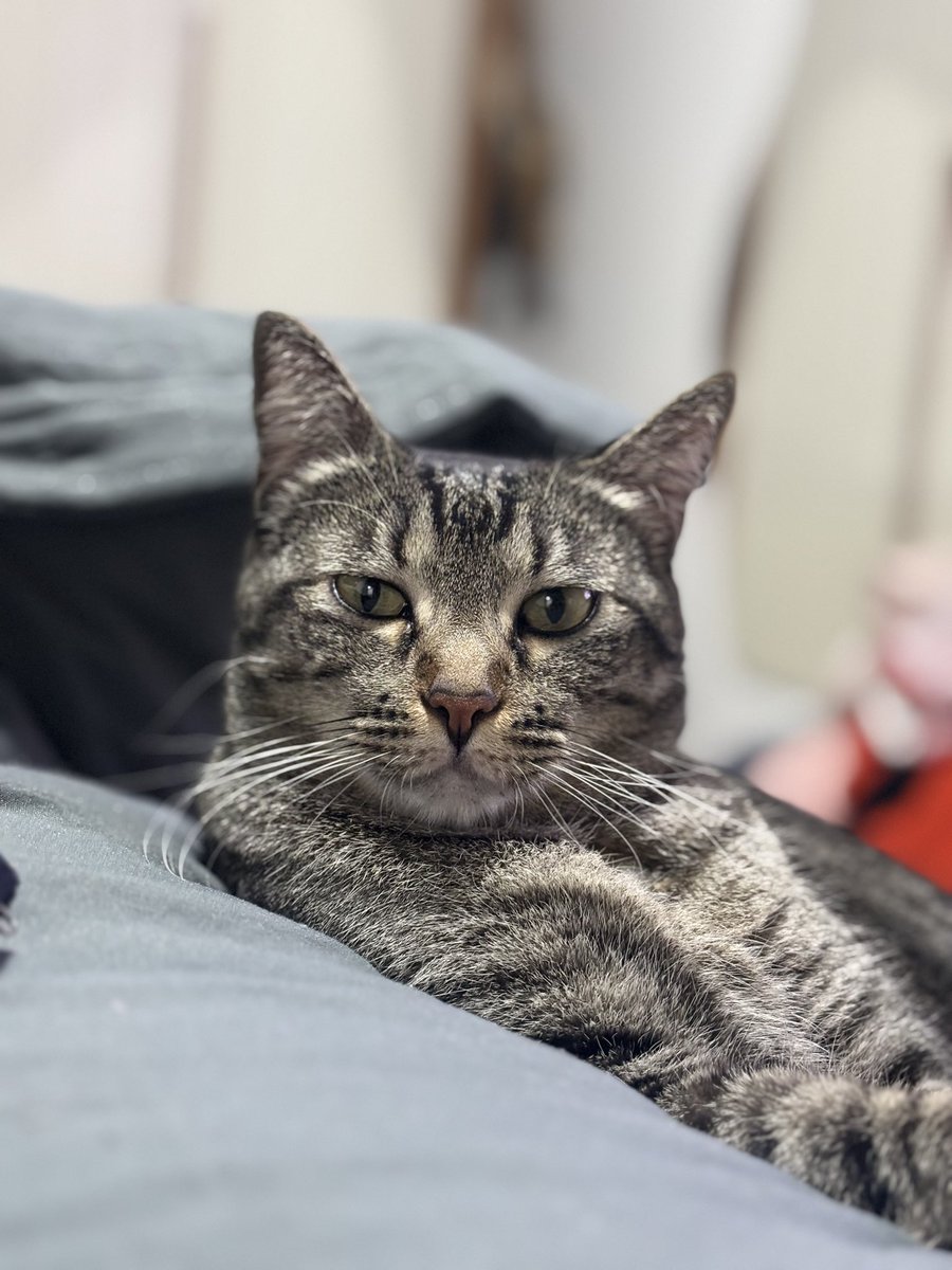 Fernanda Iona tweet media