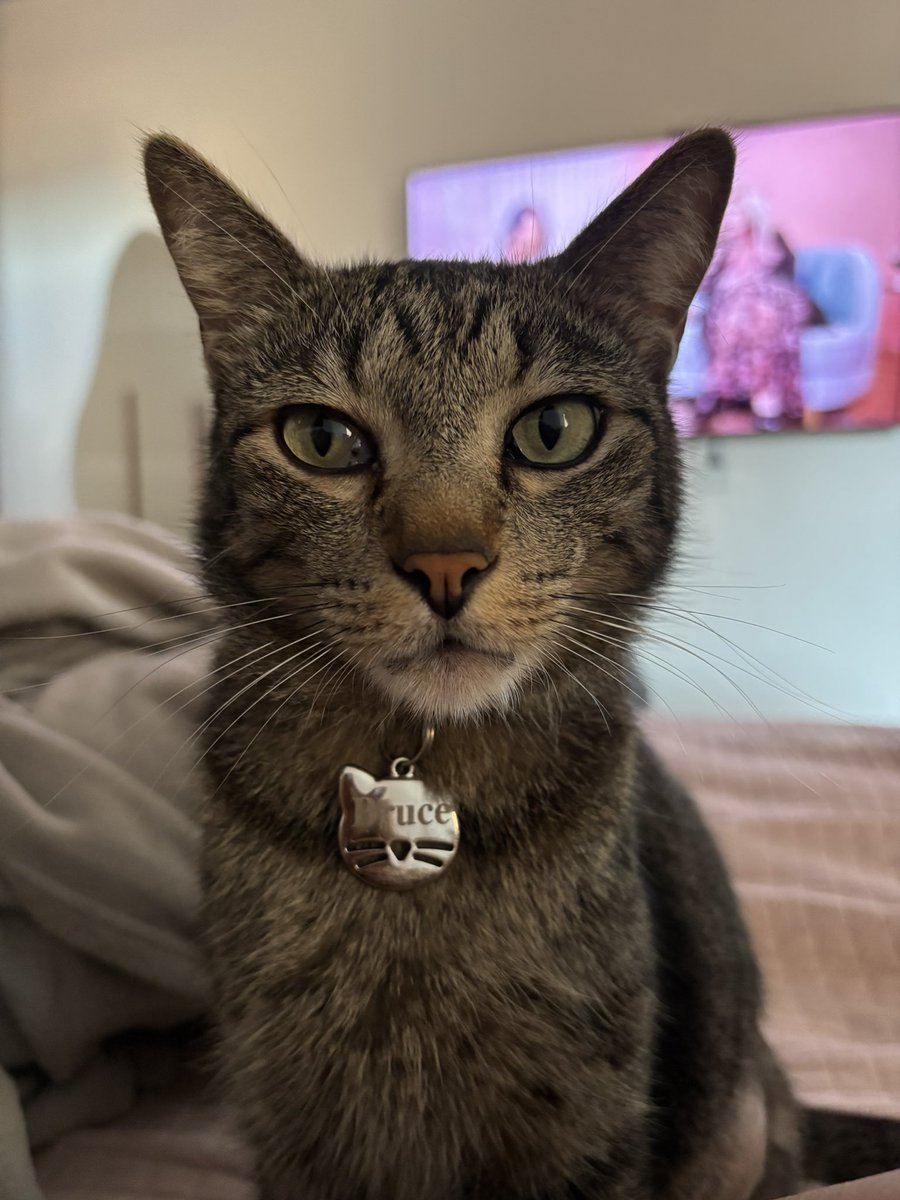 Fernanda Iona tweet media