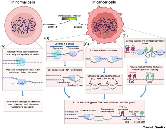 Breaking the script: transcriptional addiction as a driver of genome instability in cancer dlvr.it/TPMPtz