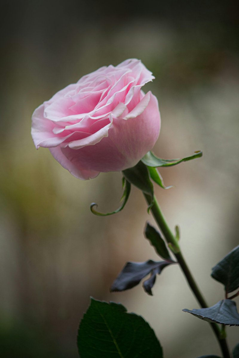 RccShashank1's tweet image. महात्मा गांधी जी कहते हैं कि हम जितना दिखावट से दूर होते जाते हैं वैसे ही हमारे अंदर सत्य को समझने का हुनर बढ़ता जाता है।

नमो बुद्धाय | जय भीम | Good Morning