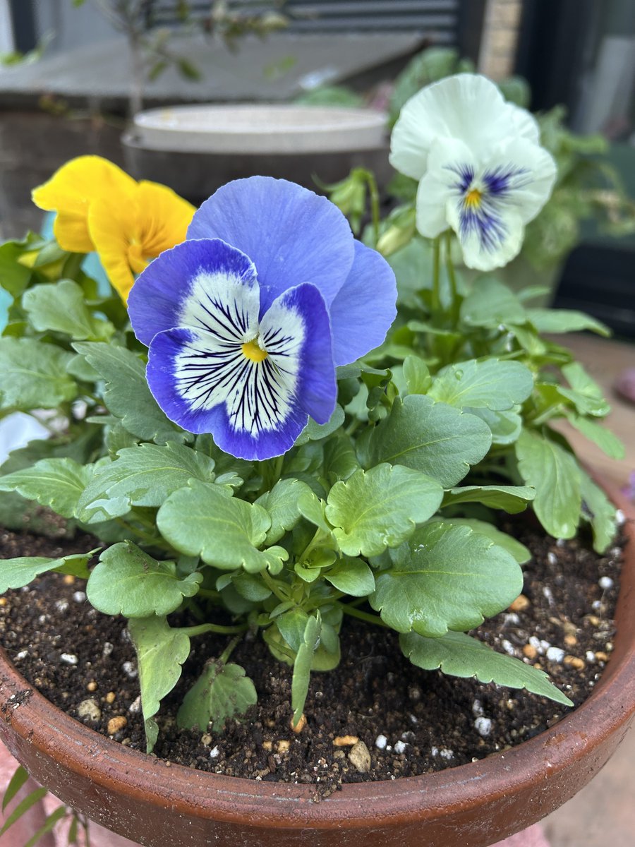 流行りのフリル系パンジーばかり買いがちだけど、ホームセンターで
