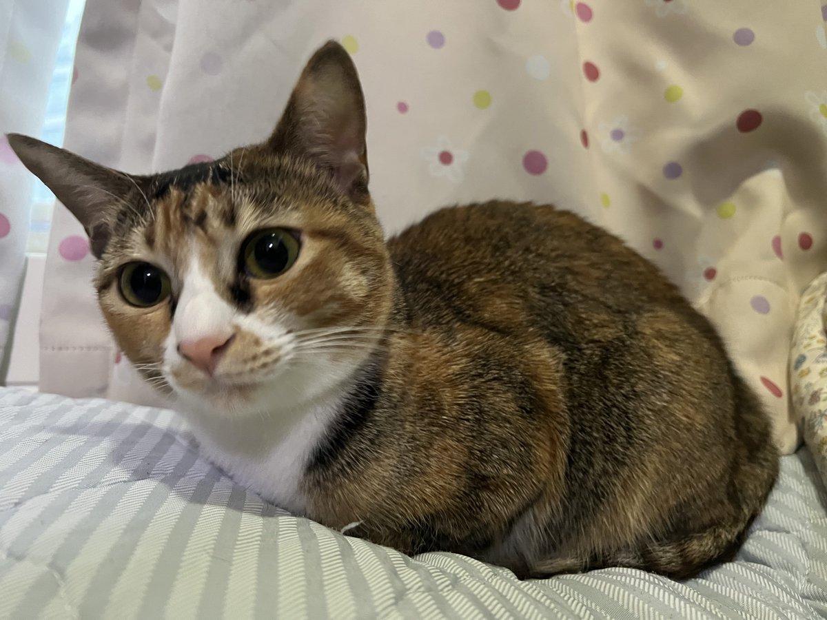 marunmaruru's tweet photo. かわいい🍠 https://t.co/J5arHQKBTF