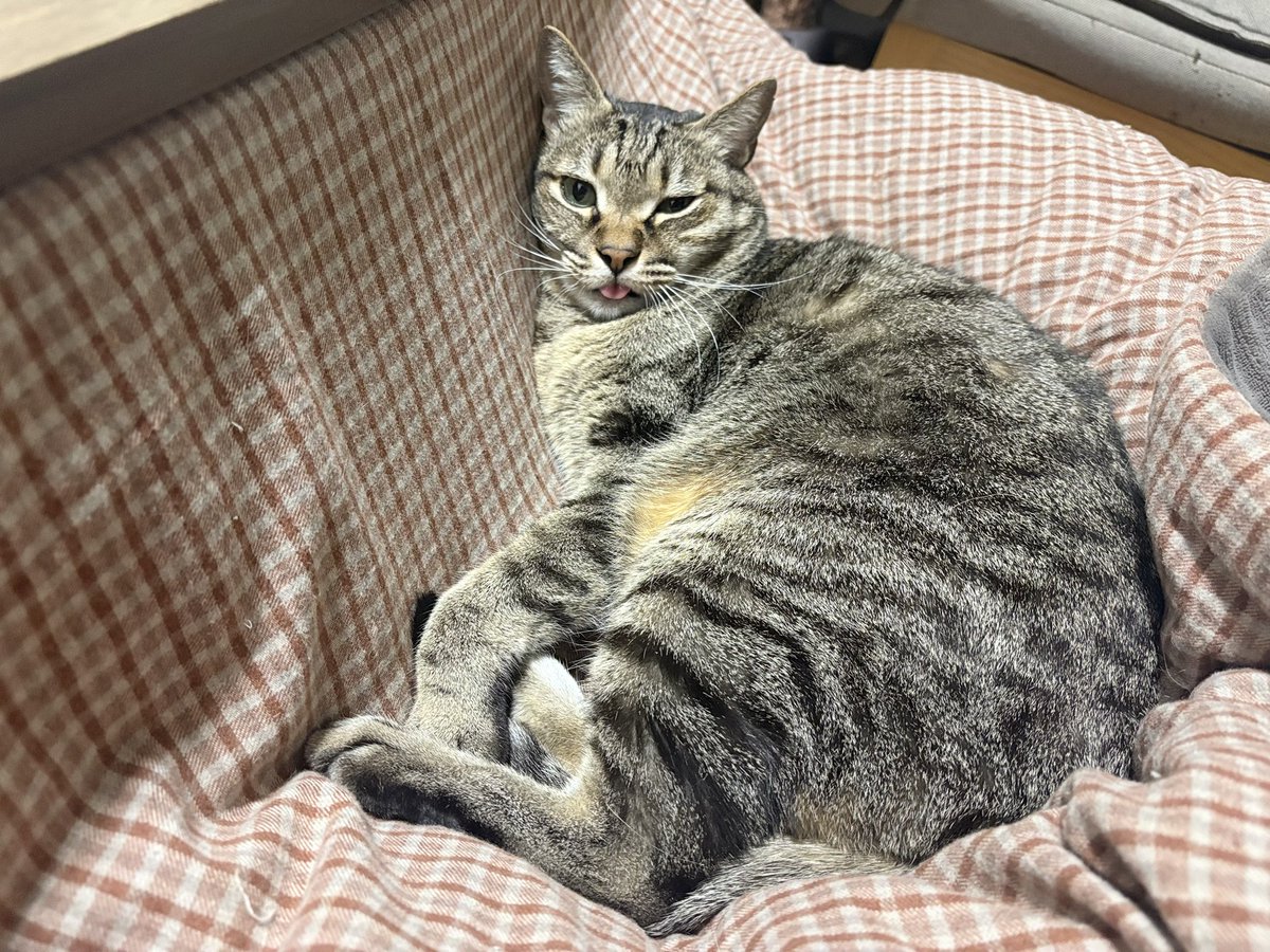 ゆっこ (@yuccobicycle) / Posts / X