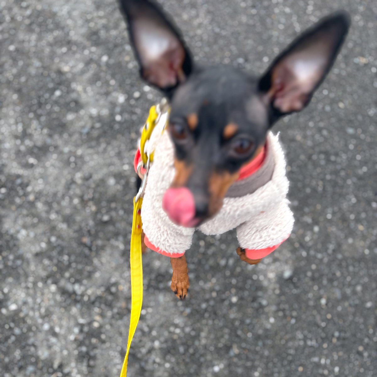 薔薇子™ (@vallaco) / Posts / X