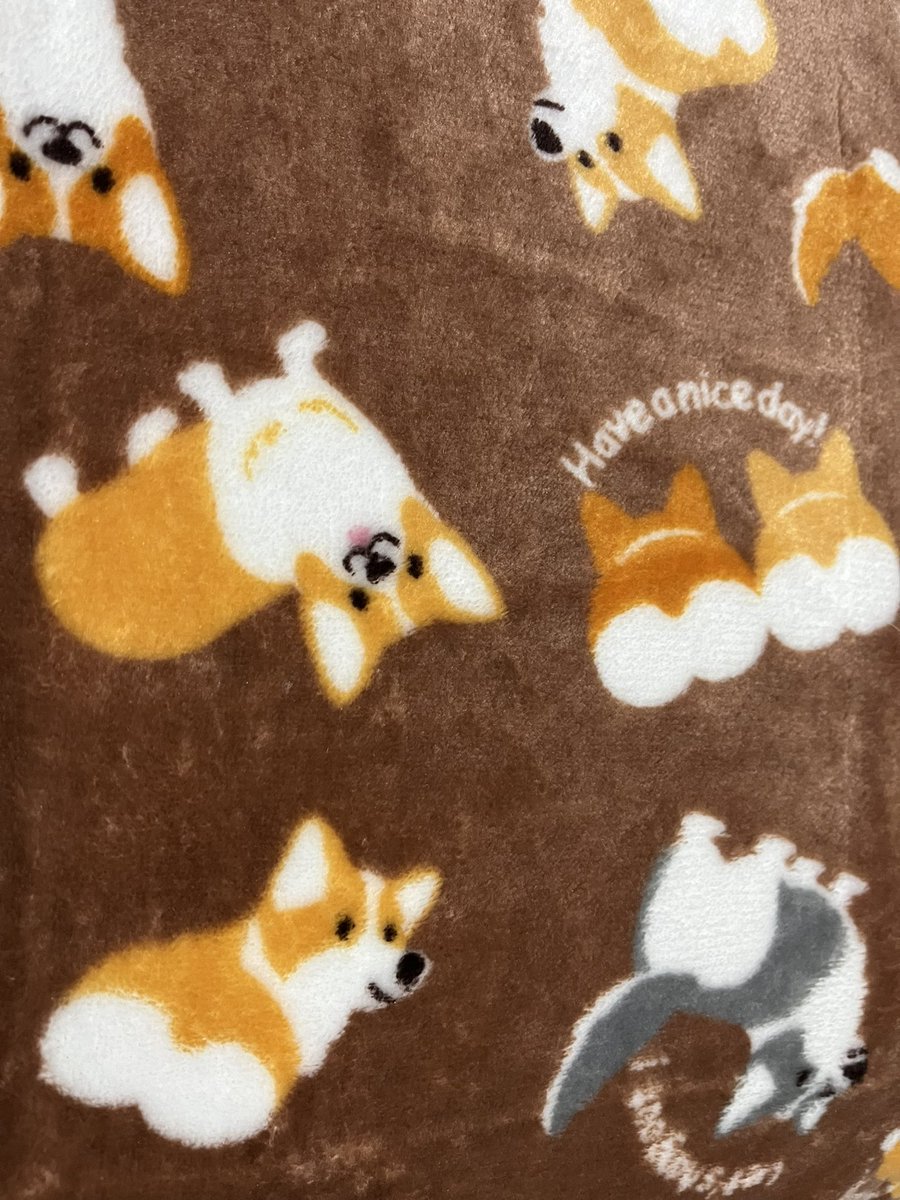 aika_corgi1112's tweet image. こんな可愛い柄の膝掛け、買うしかない💕💕

#corgi
#Corgi
#CorgiLover 
#コーギー
#短足部
#コーギーのいる暮らし