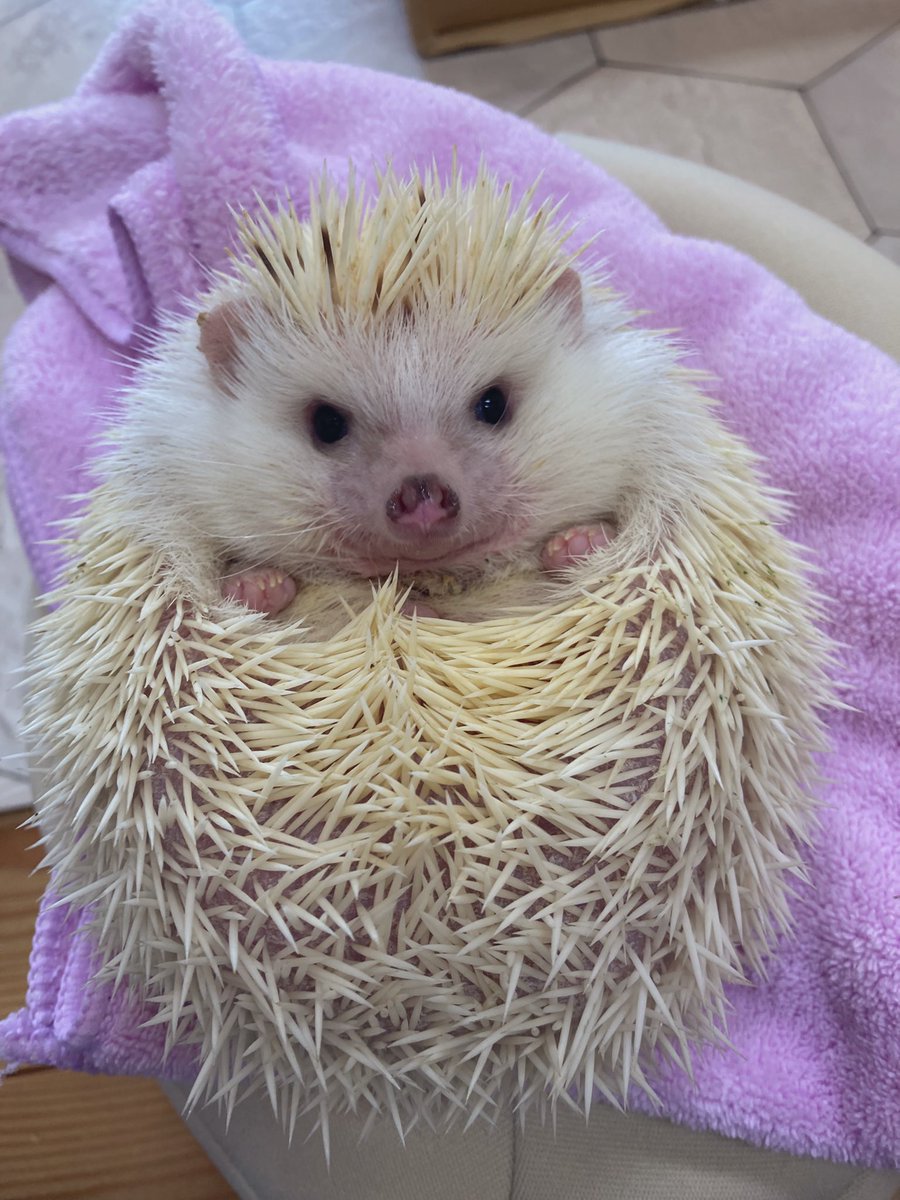 ましろちゃん（1歳8ヶ月・男の子） 600g突破。 おやつ無し生活してる