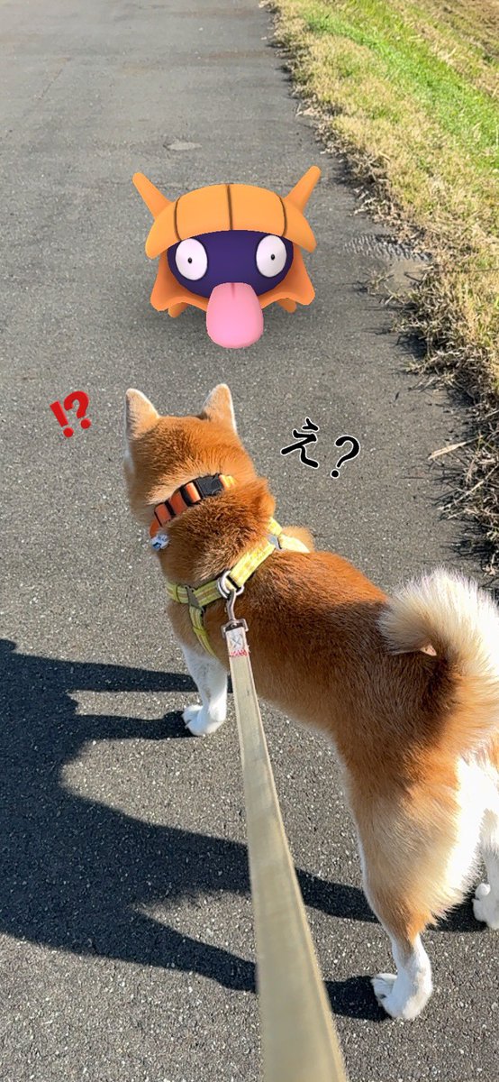 moko_Amberna's tweet image. あっ！川の土手の上で色違いのシェルダーが現れた❗️
#柴散歩 #ポケGO