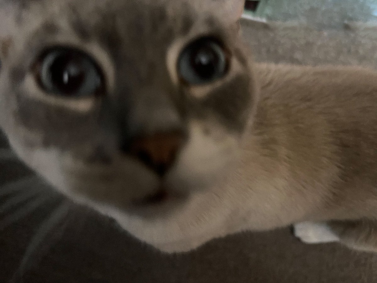 crimzonruze's tweet image. Follow me for more cat pics.