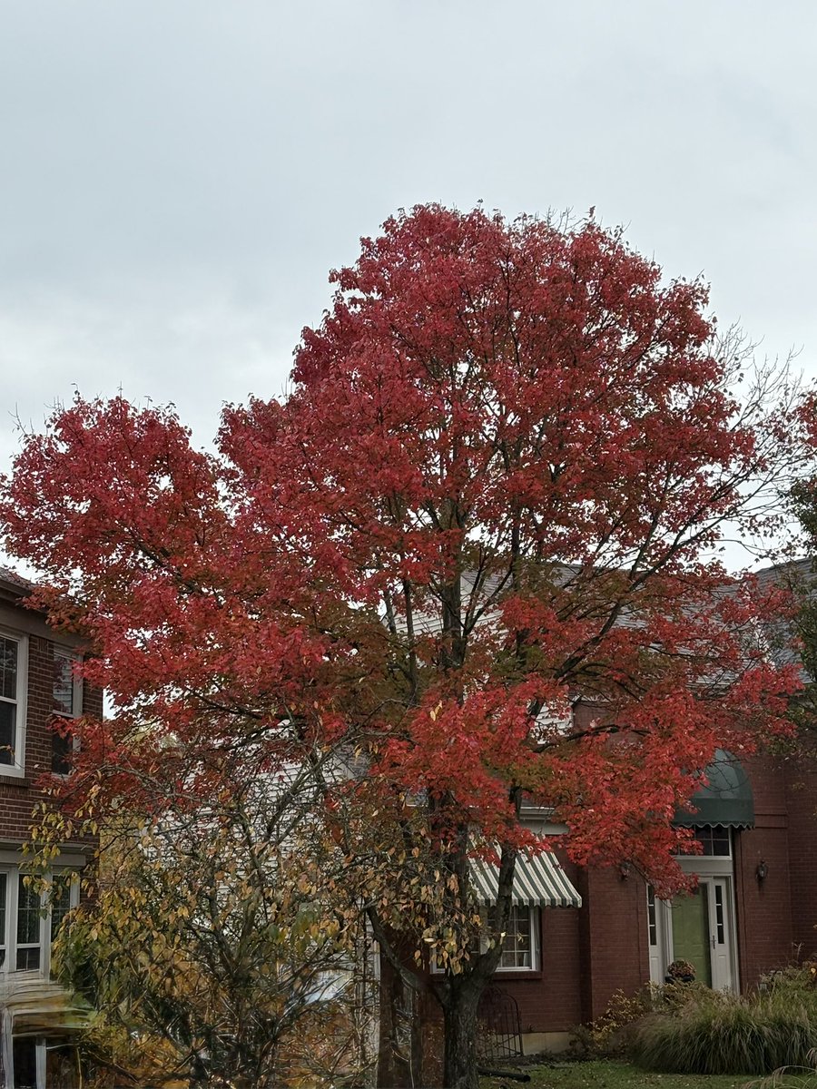 falcon0971's tweet photo. We had a heavy thunderstorm last night, so most of the leaves have dropped. Here is my annual autumn leave color post. #fall #autumn #mothernature #mothernaturesbeauty #fallcolors๐๐ #fallcolor #fallcolors #fallvibes #fallcolours #autumnleaves #fallleaves๐๐ https://t.co/PUn3cqQSqO