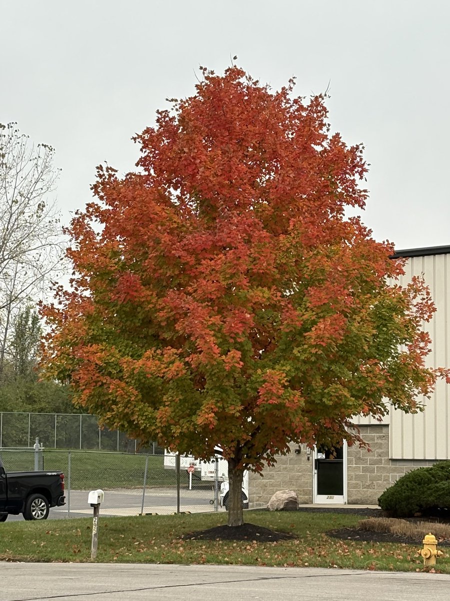 falcon0971's tweet photo. We had a heavy thunderstorm last night, so most of the leaves have dropped. Here is my annual autumn leave color post. #fall #autumn #mothernature #mothernaturesbeauty #fallcolors๐๐ #fallcolor #fallcolors #fallvibes #fallcolours #autumnleaves #fallleaves๐๐ https://t.co/PUn3cqQSqO
