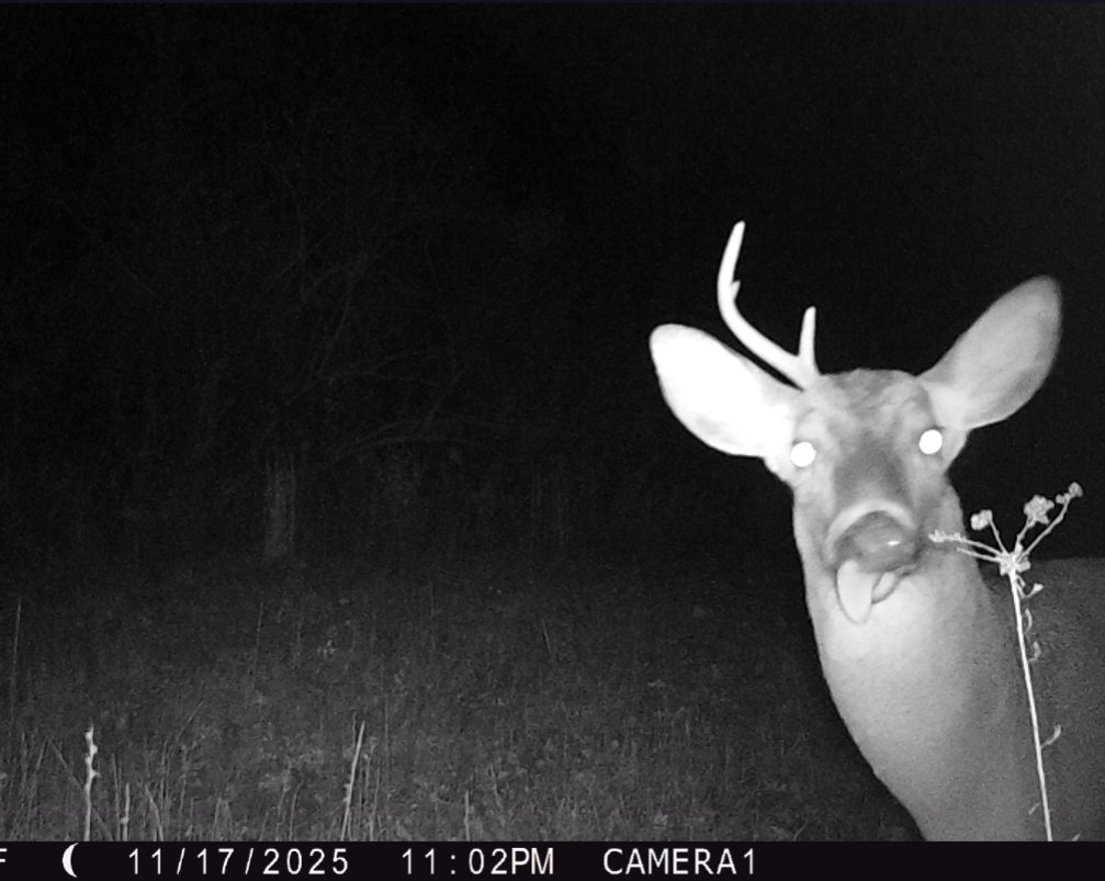 I'm not sure if I should shoot him or throw a tennis ball #DERP