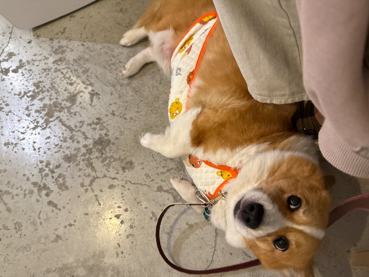 いぬ、ようやく手術完了🐶
フィラリアから始まって色々重なって、経過観察した末にやっと手術できた！
3つの手術を一度にしてもらった！よくがんばった😭えらいこ😭😭
これでもう辛くないよ！