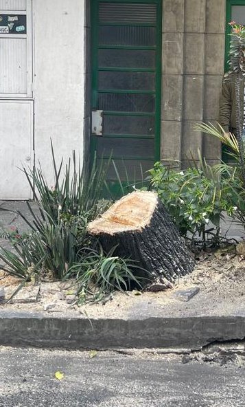 LaColoniaJuarez's tweet image. Chofer estúpido choca contra hermoso y enorme árbol de olmo sobre Avenida Insurgentes, en #ColoniaJuarez y por su culpa acaban talándolo. 
🙄🙄🙄🙄🙄🙄🙄🙄🙄🙄🙄
Esperemos que su estupidez tenga castigo @locatel_mx @AlcCuauhtemocMx @SEDEMA_CDMX @SSC_CDMX.