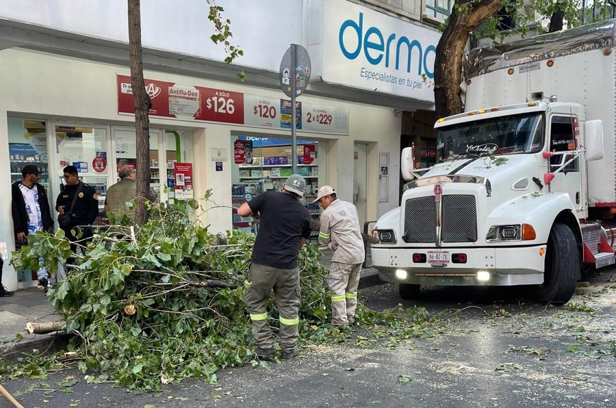 LaColoniaJuarez's tweet image. Chofer estúpido choca contra hermoso y enorme árbol de olmo sobre Avenida Insurgentes, en #ColoniaJuarez y por su culpa acaban talándolo. 
🙄🙄🙄🙄🙄🙄🙄🙄🙄🙄🙄
Esperemos que su estupidez tenga castigo @locatel_mx @AlcCuauhtemocMx @SEDEMA_CDMX @SSC_CDMX.