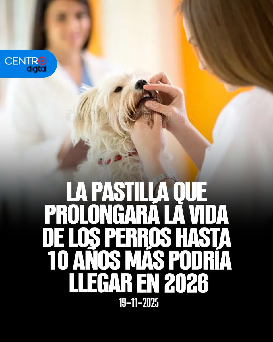 🐶⏳ El envejecimiento también afecta a nuestros perros, pero la biotecnológica Loyal trabaja en cambiar eso. Su pastilla LOY-002, diseñada para perros mayores de 10 años, busca ralentizar el envejecimiento y mejorar su calidad de vida. 
Los Detalles ➡️ instagram.com/p/DRQfxDvlYaD/…