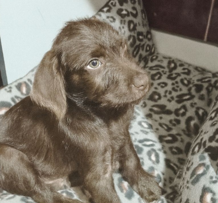 Hermoso cachorrito, de entre 3 a 4 meses, en adopción responsable. Será de tamaño mediano. Es muy tierno y cariñoso. Si deseas darle un hogar para siempre, comunícate al +56988832750. Favor RT!
#Antofagasta