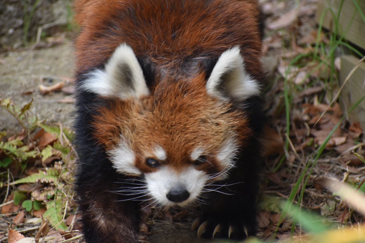 ChibaZoo's tweet photo. 今朝の開園前の風太さん！
展示場をパトロールしてました✨(企)
#千葉市動物公園
#レッサーパンダ https://t.co/roDLJnnOKf