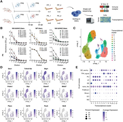 J_Immunol's tweet image. New data reveals the complex relationship between bone marrow antibody secreting repertoires, mucosal humoral immune responses, and B cell receptor antigen specificity during #influenza infection. Read more in this #TopRead article: ow.ly/3INy50Xt1vV.