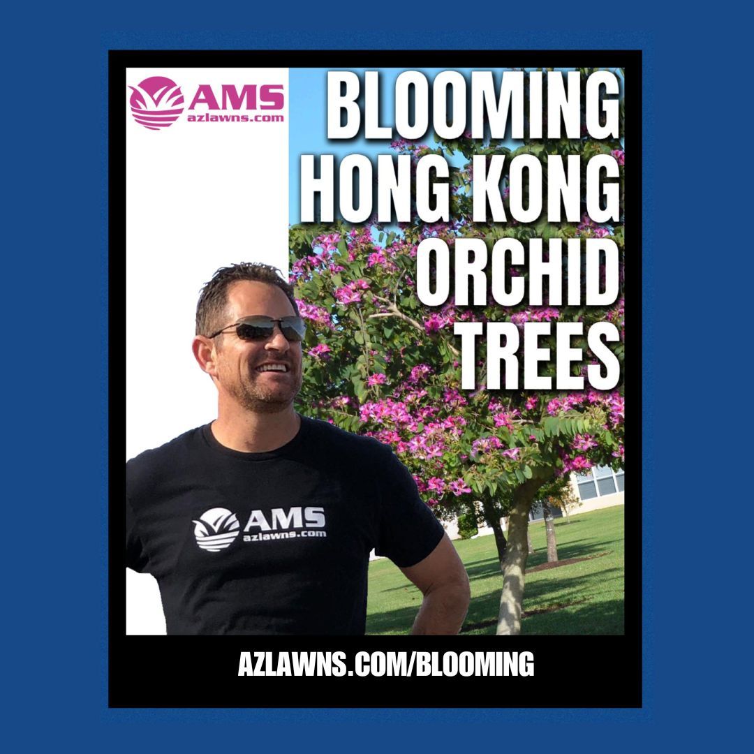 azlawns's tweet image. Nothing says desert beauty like Hong Kong Orchid Trees in full bloom.

Check out more at azlawns.com/blooming

#ArizonaLandscaping #TreeCareExperts #AZGardening