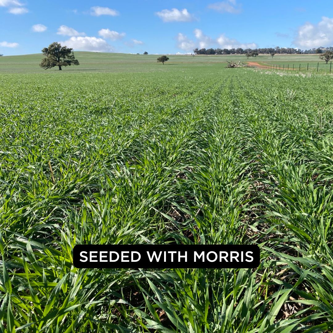 “It was the best germination we’ve ever had with the cereals. With the DBS, some seeds would germinate on different days. With the Quantum, it all germinated on the same day — and the Auto-Pack has a lot to do with that.” - Mason Millsteed 

👉🔗 loom.ly/u_BjJg0