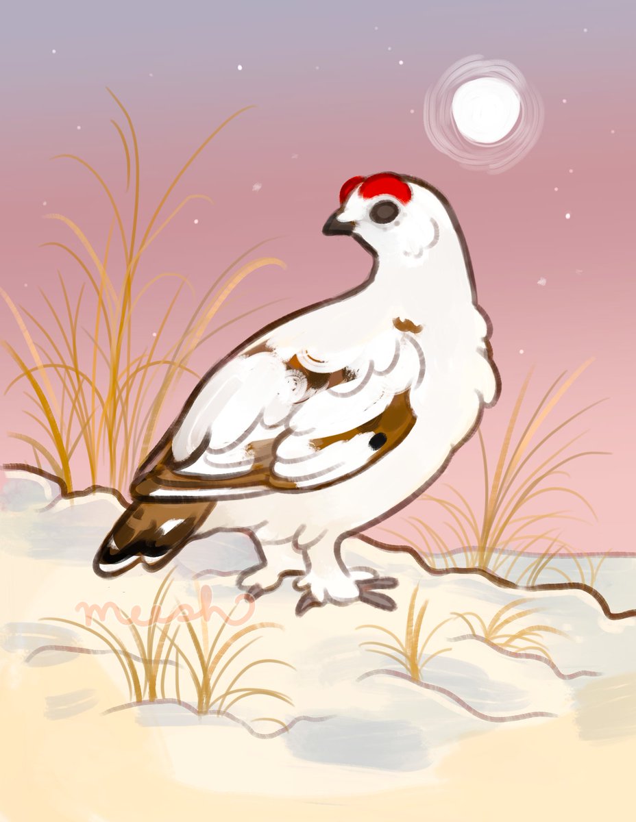 m e e s h 🕊 tweet media