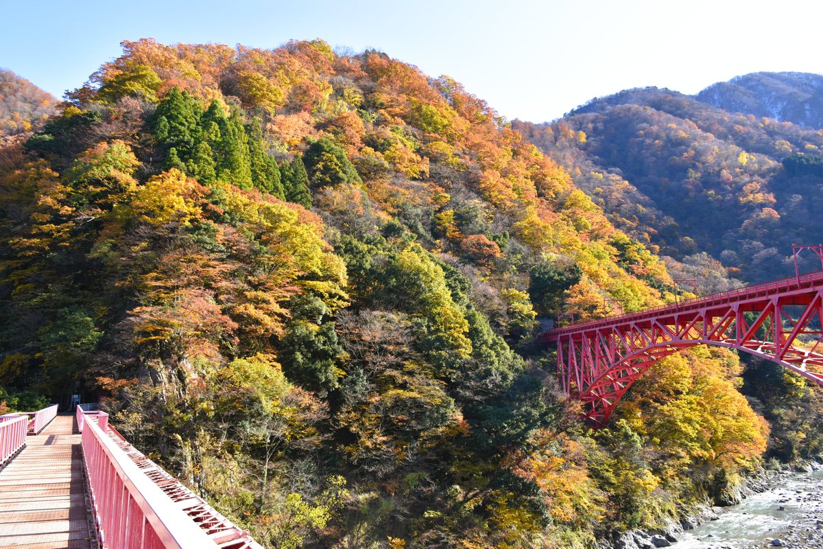 Kurobe_Unazuki's tweet image. そろそろ ＃紅葉 終盤
川面近くの色づきがピークを迎えています
人気撮影スポットの山彦橋もご覧の通り
土日は晴れ予報です☀
＃黒部峡谷 ＃宇奈月温泉