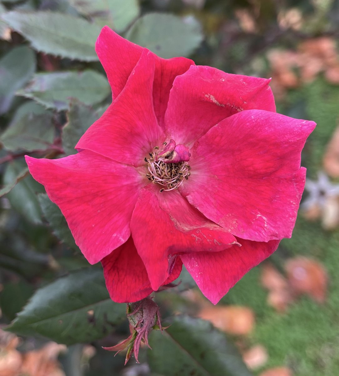 Even in my darkest days…
I find solace in poetry…