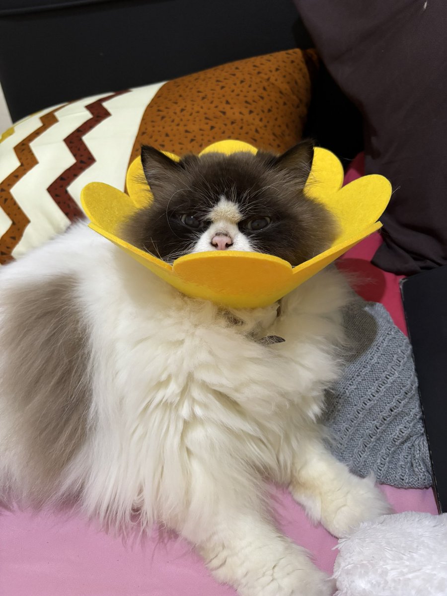 Selamat pagi dari aku yang bete