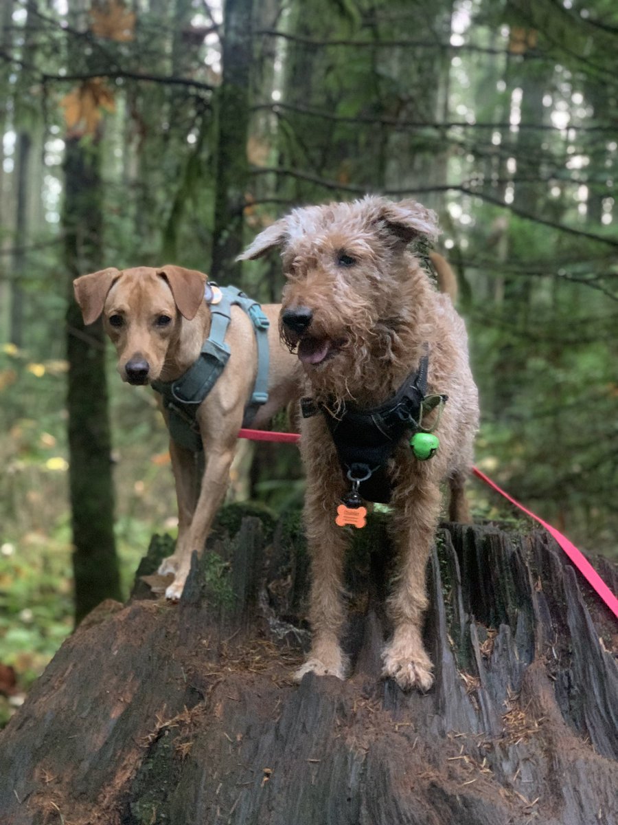 DublinIrishPup's tweet image. Pals sure had fun with Frida and her Mum oh and my Mum too, tons of sniffs and zooms and a lotta #noms so 🍀🐕🐕oh and a #WontLookWednesday too wahoo 🫣🫣