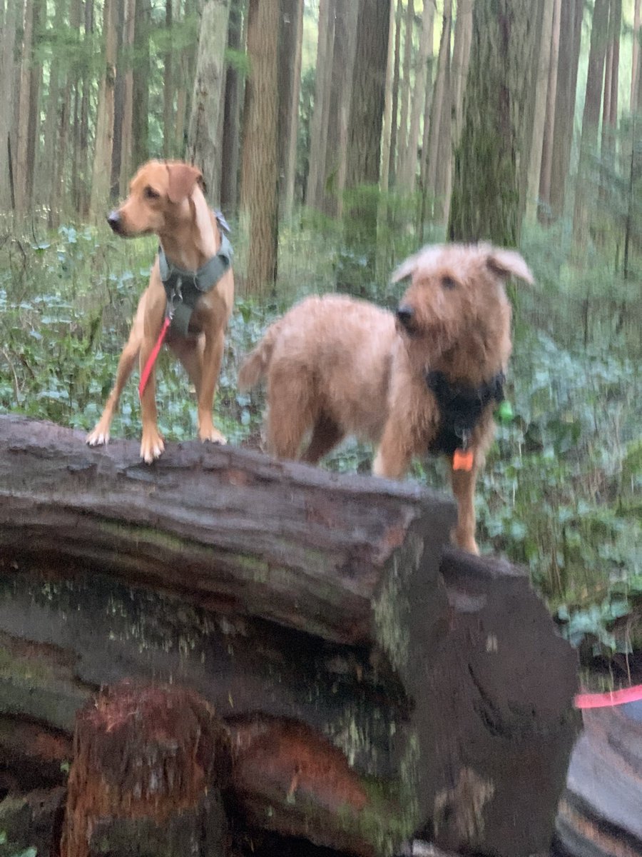 DublinIrishPup's tweet image. Pals sure had fun with Frida and her Mum oh and my Mum too, tons of sniffs and zooms and a lotta #noms so 🍀🐕🐕oh and a #WontLookWednesday too wahoo 🫣🫣