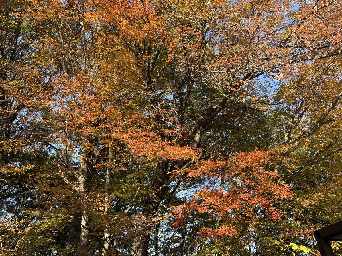 白内障手術などで作業場は荒れ放題ですが、周りの木々たちは、いつも通り紅葉が始まってます。