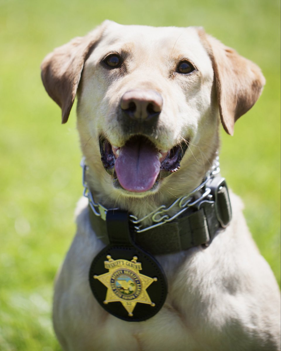 SLOSheriff's tweet image. This month we’re celebrating the retirement of K9 Rooster! Rooster joined us in 2019, first partnered with Deputy Peet and retiring with Deputy Brixey. Trained in narcotics detection, he played a key role in many operations over his six years in Special Ops. Congrats Rooster!!!
