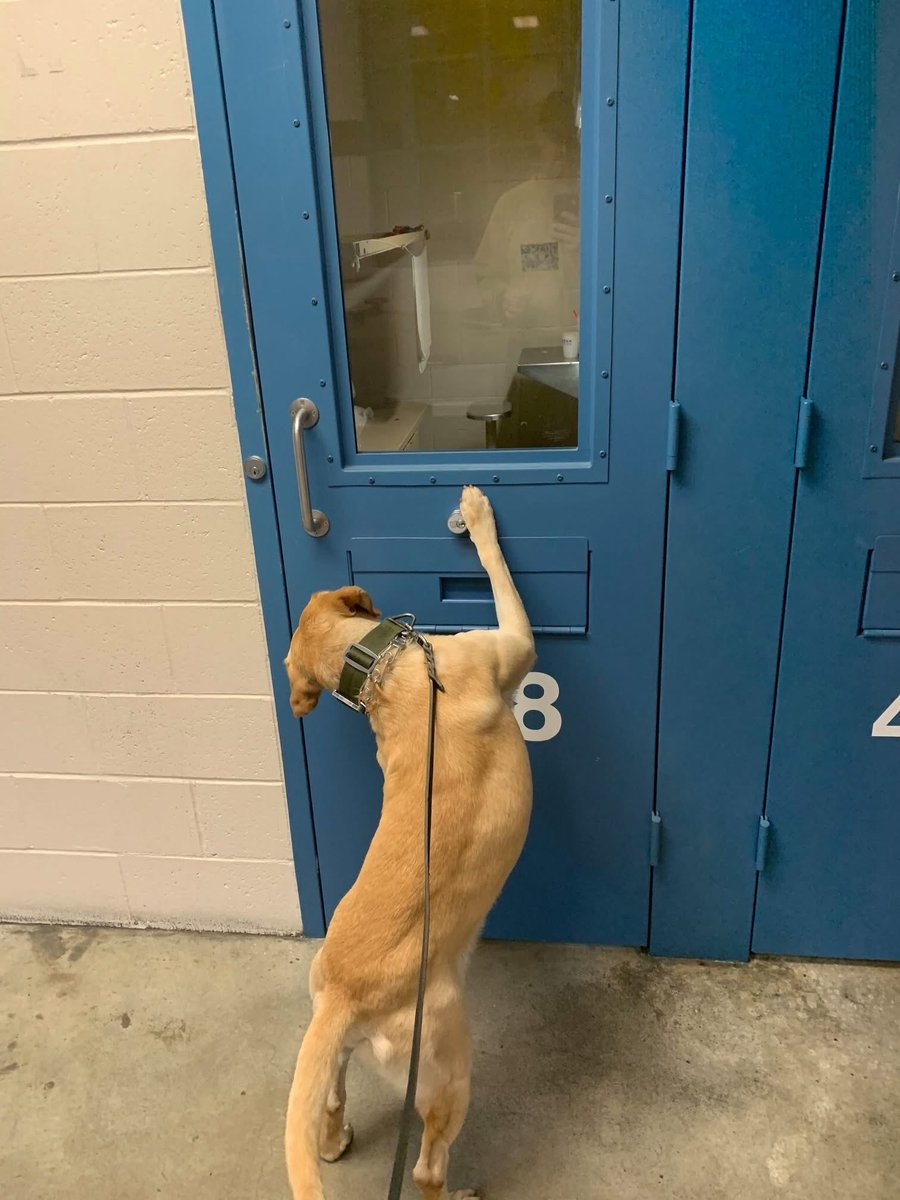 SLOSheriff's tweet image. This month we’re celebrating the retirement of K9 Rooster! Rooster joined us in 2019, first partnered with Deputy Peet and retiring with Deputy Brixey. Trained in narcotics detection, he played a key role in many operations over his six years in Special Ops. Congrats Rooster!!!