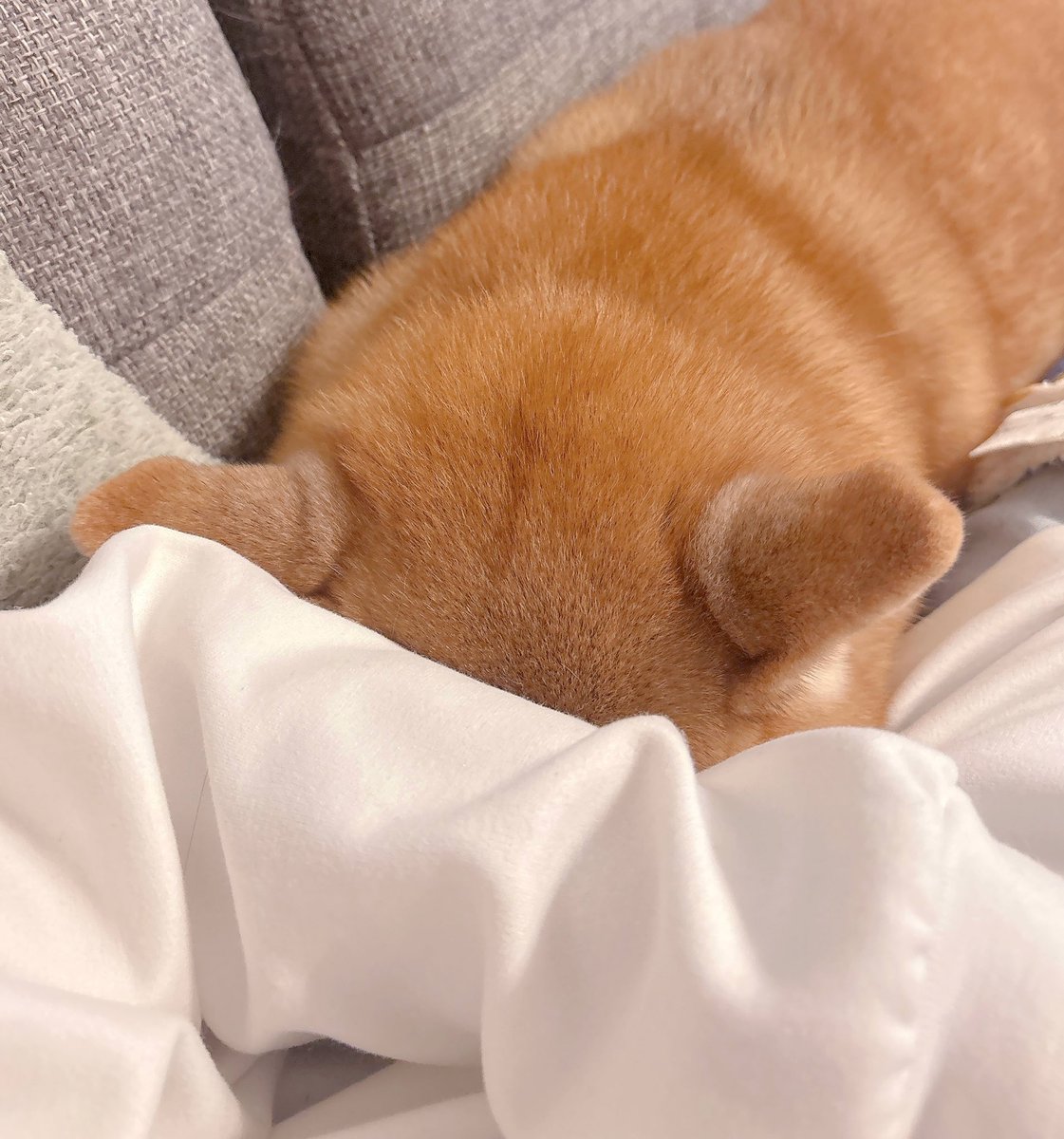 柴犬むぎ (@shiba_inu_mugi) / Posts / X