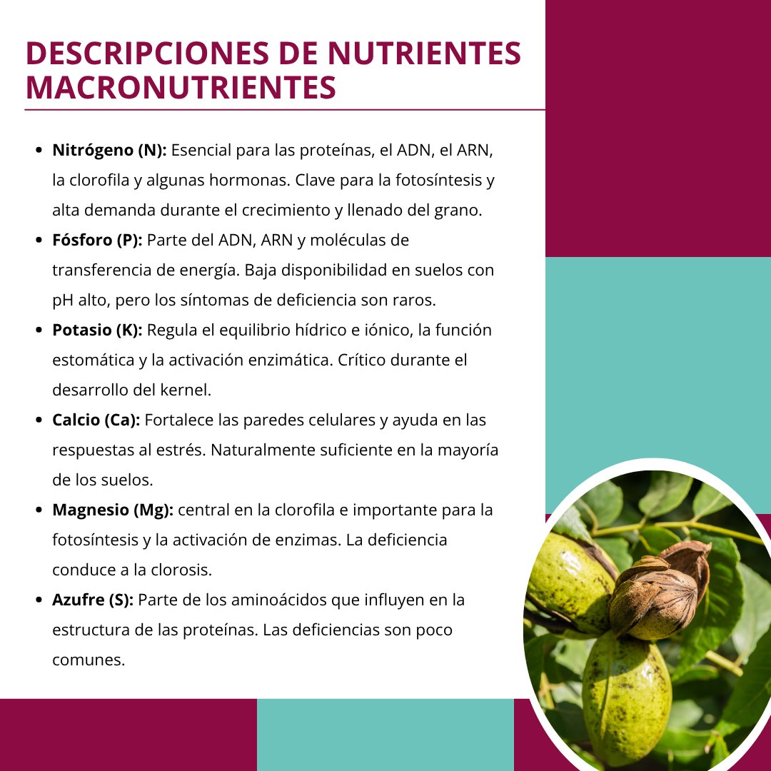 NMExtensionPubs's tweet image. Aprenda sobre macro y micronutrientes para una salud óptima en sus nogales: pubs.nmsu.edu/_h/H658/index.…

#NMSU #NMSUExtension #NewMexico #NewMexicoStateUniversity #Pecan #Horticultura