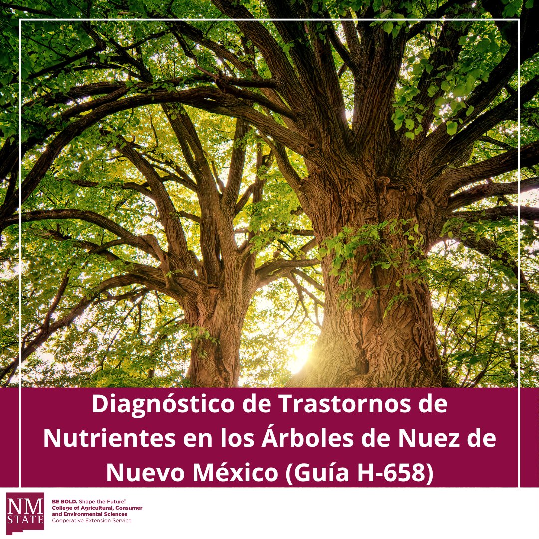 NMExtensionPubs's tweet image. Aprenda sobre macro y micronutrientes para una salud óptima en sus nogales: pubs.nmsu.edu/_h/H658/index.…

#NMSU #NMSUExtension #NewMexico #NewMexicoStateUniversity #Pecan #Horticultura