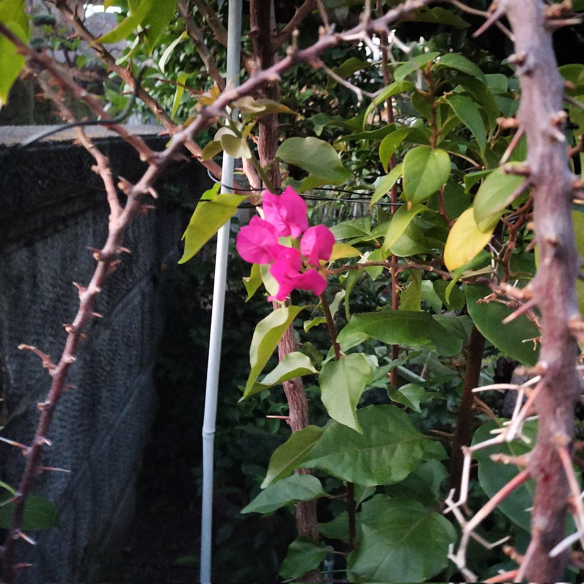 masamasa1's tweet photo. It's a beautiful sunny day in Takaishi. Only one bougainvillea is blooming. The komatsuna is getting bigger. The fir tree has grown. #homegarden #bougainvillea #komatsuna #firtree https://t.co/s1LfCKrool